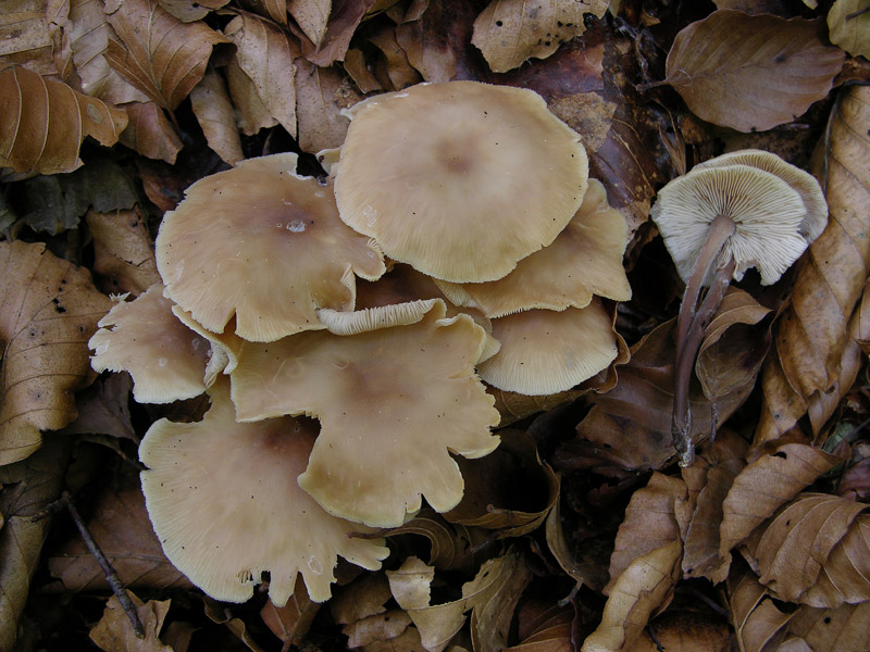 Per funghi con alberto.